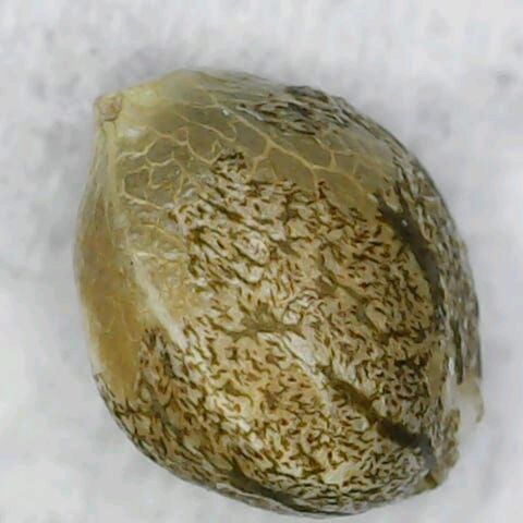 Jacky  growlog timeline photo