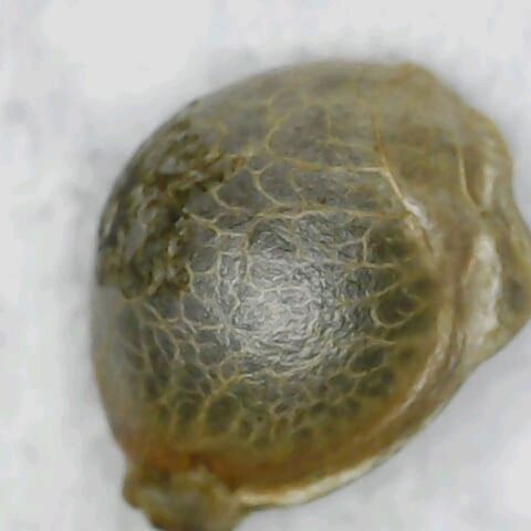 Punchy  growlog photo: Punchy Seed