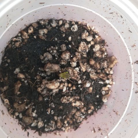 Punchy  growlog photo: 0.5 cms