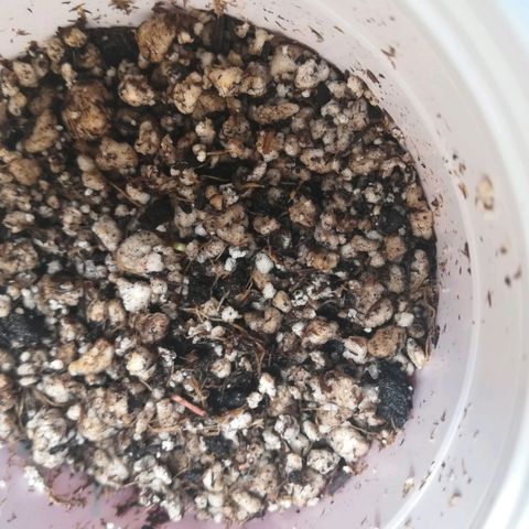Jacky  growlog photo: 0.2 cms 