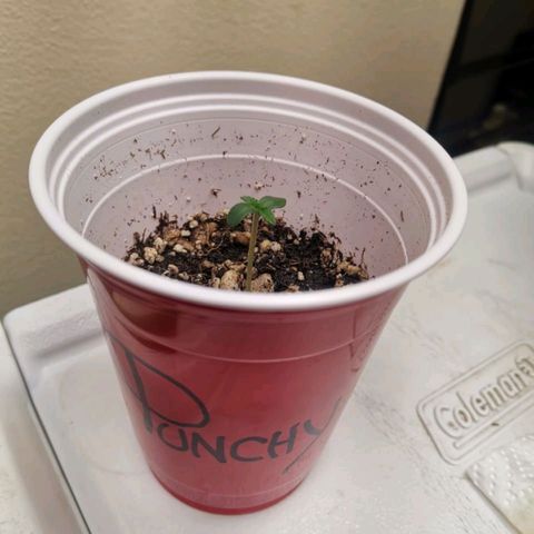 Punchy  growlog timeline photo