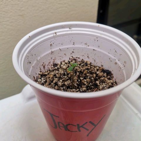Jacky  growlog timeline photo