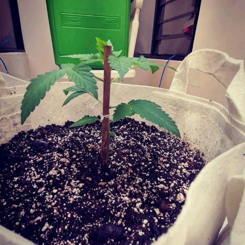 Punchy  growlog timeline photo