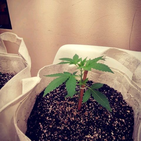 Jacky  growlog timeline photo