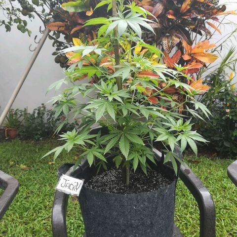 Jacky  growlog timeline photo