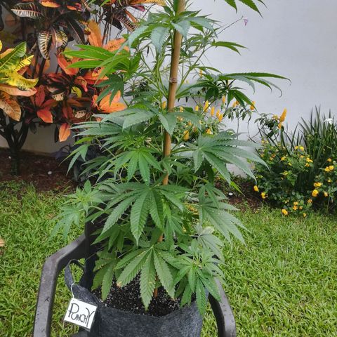Punchy  growlog timeline photo