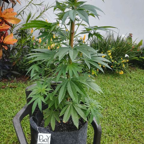 Punchy  growlog timeline photo