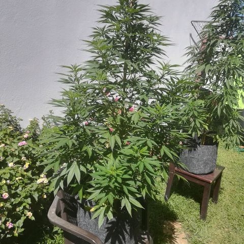 Jacky  growlog timeline photo