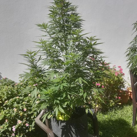 Jacky  growlog timeline photo