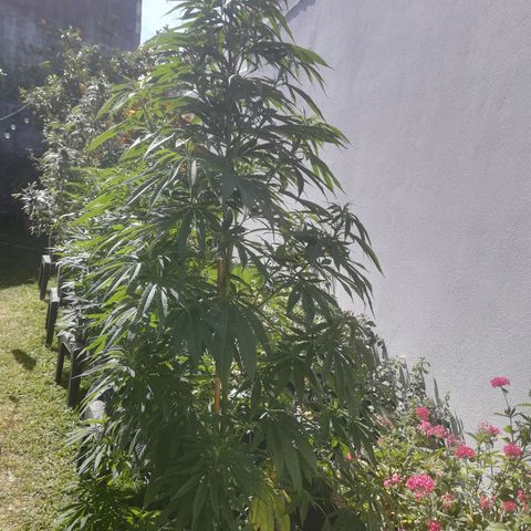 Punchy  growlog timeline photo