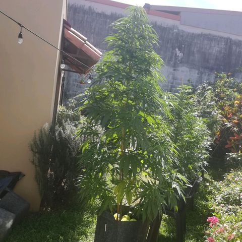 Punchy  growlog timeline photo