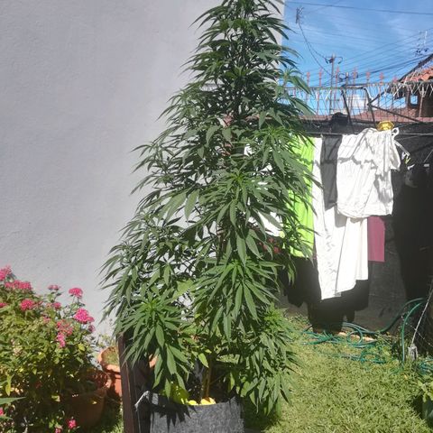 Punchy  growlog timeline photo
