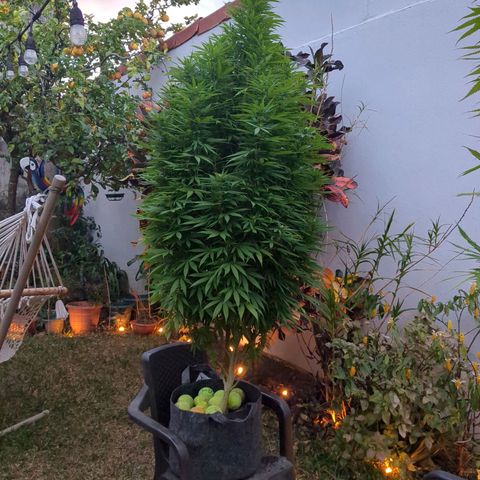 Jacky  growlog timeline photo