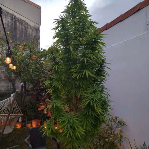 Punchy  growlog timeline photo