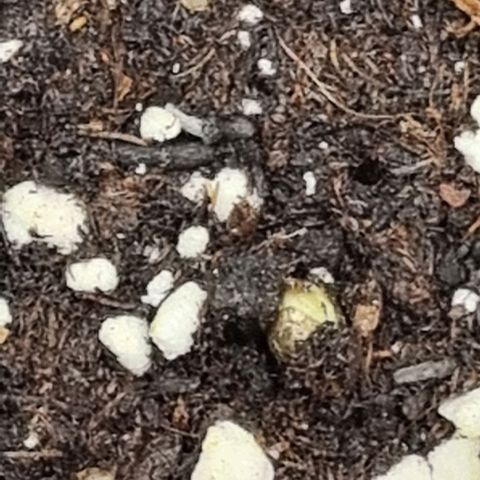 Pineapple Express growlog timeline photo