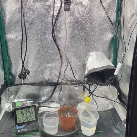 Pineapple Express growlog timeline photo