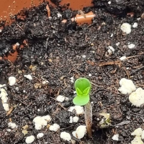 Pineapple Express growlog timeline photo