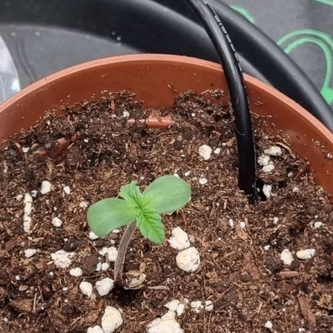 Pineapple Express growlog timeline photo