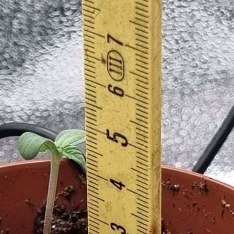 Pineapple Express growlog timeline photo