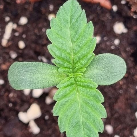 Pineapple Express growlog timeline photo