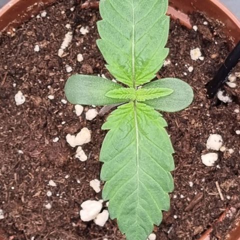 Pineapple Express growlog timeline photo