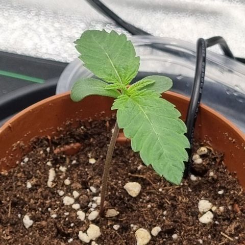 Pineapple Express growlog timeline photo