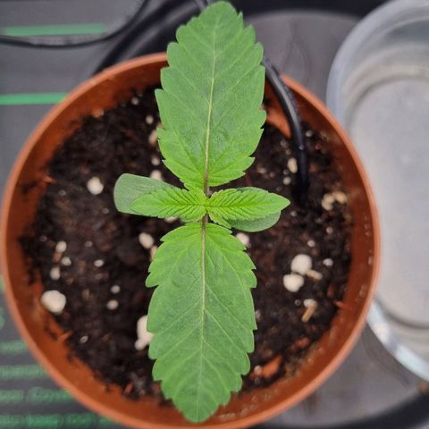 Pineapple Express growlog timeline photo