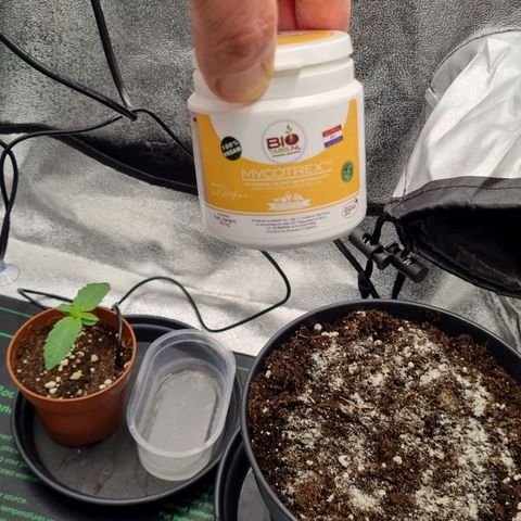 Pineapple Express growlog photo: 2,2 l Topf mit ca.50%Biobizz Allmix, 40% Wurmhums, 10% Perlite, Biotabs Mycrotrex und Soil Aktivierer für die bevorstehende Umtopfung in der Growbox vorbereitet 