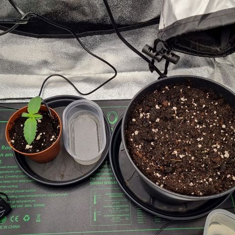 Pineapple Express growlog photo: 2,2 l Topf mit ca.50%Biobizz Allmix, 40% Wurmhums, 10% Perlite, Biotabs Mycrotrex und Soil Aktivierer für die bevorstehende Umtopfung in der Growbox vorbereitet 