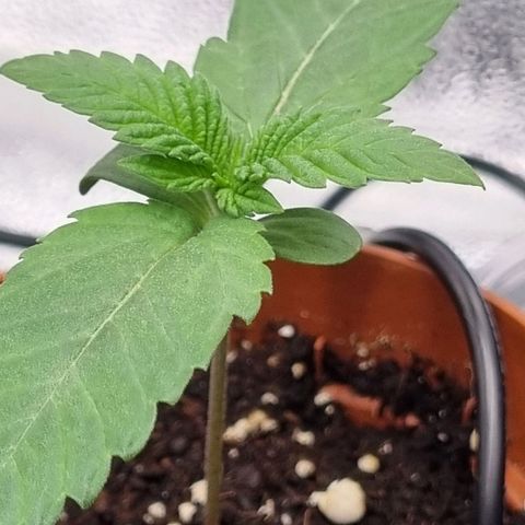 Pineapple Express growlog timeline photo