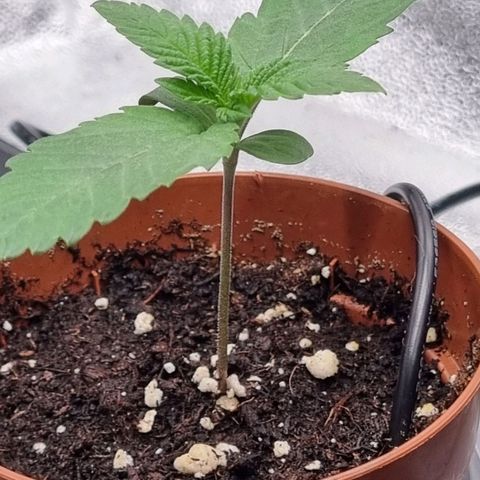 Pineapple Express growlog timeline photo