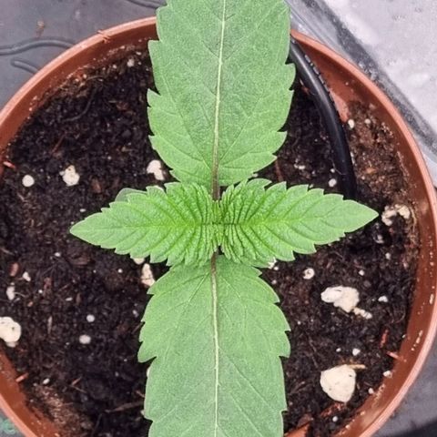 Pineapple Express growlog timeline photo