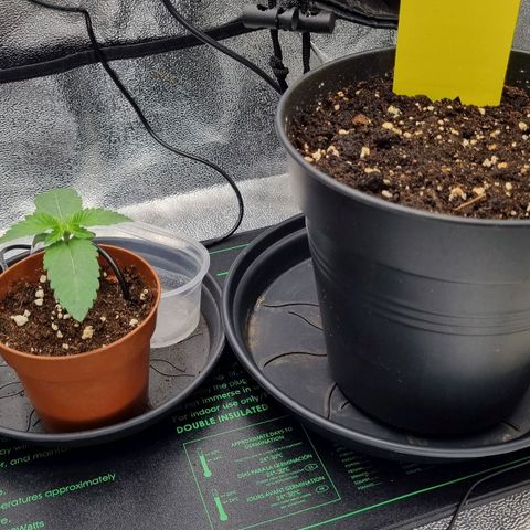 Pineapple Express growlog timeline photo
