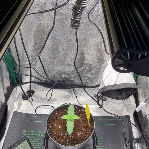Pineapple Express growlog timeline photo