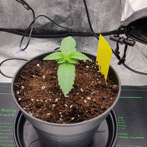 Pineapple Express growlog timeline photo