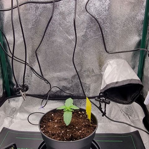 Pineapple Express growlog timeline photo