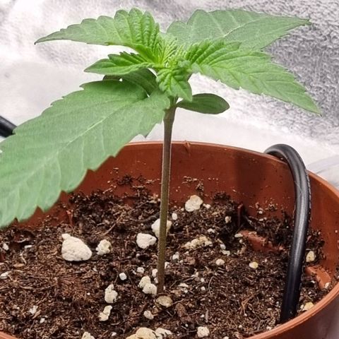 Pineapple Express growlog timeline photo