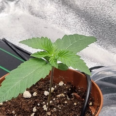 Pineapple Express growlog timeline photo
