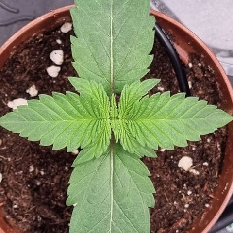 Pineapple Express growlog timeline photo