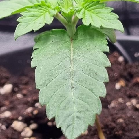Pineapple Express growlog timeline photo