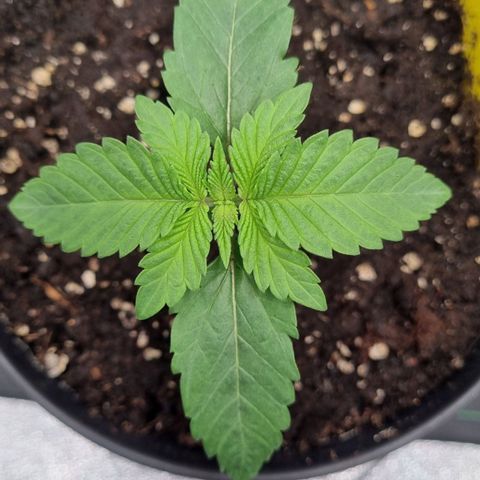 Pineapple Express growlog timeline photo