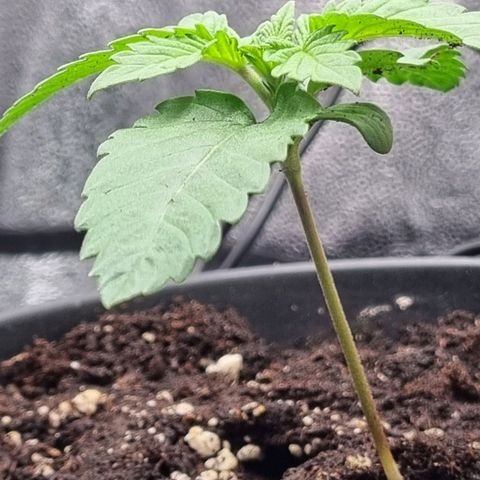 Pineapple Express growlog timeline photo