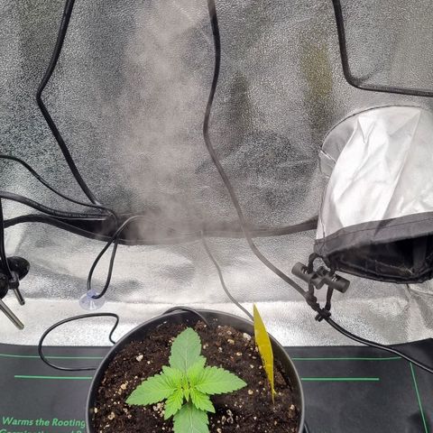 Pineapple Express growlog timeline photo