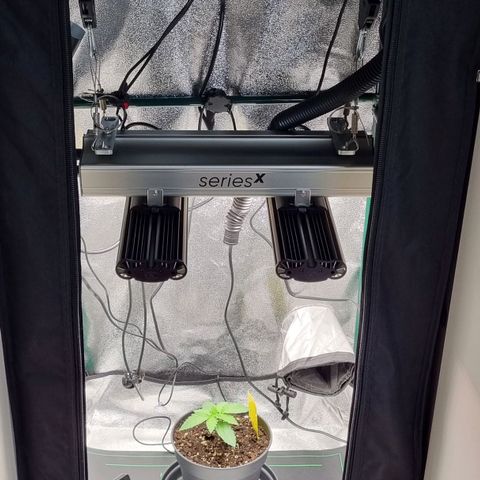 Pineapple Express growlog timeline photo
