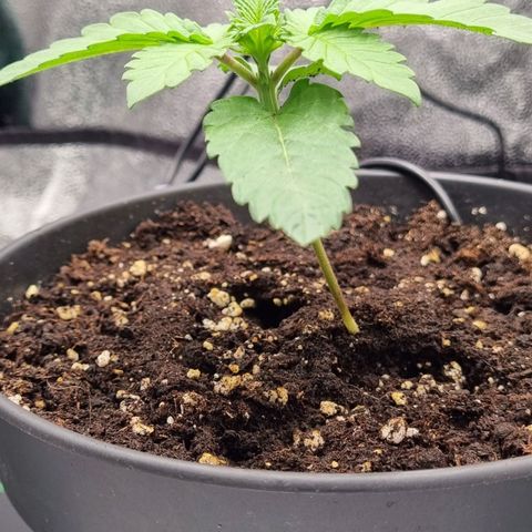 Pineapple Express growlog timeline photo