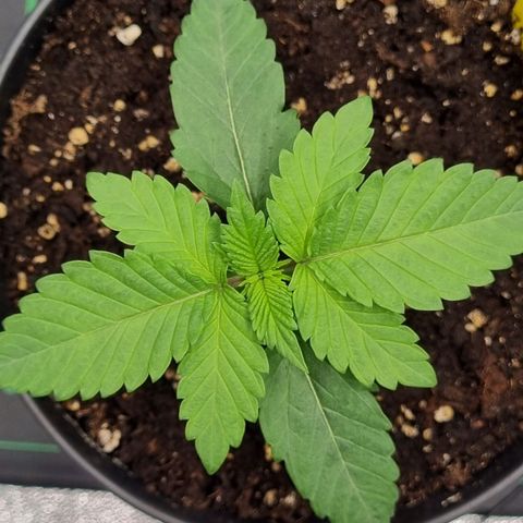 Pineapple Express growlog timeline photo