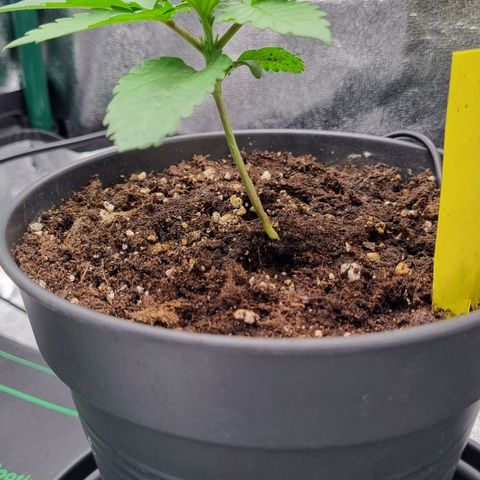 Pineapple Express growlog timeline photo