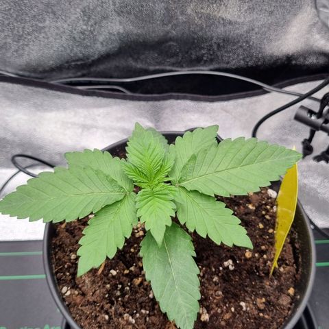 Pineapple Express growlog timeline photo