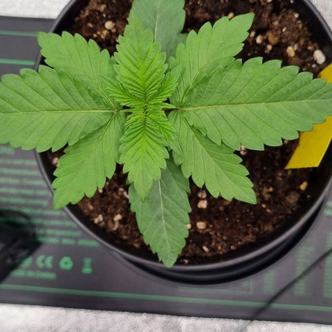 Pineapple Express growlog timeline photo