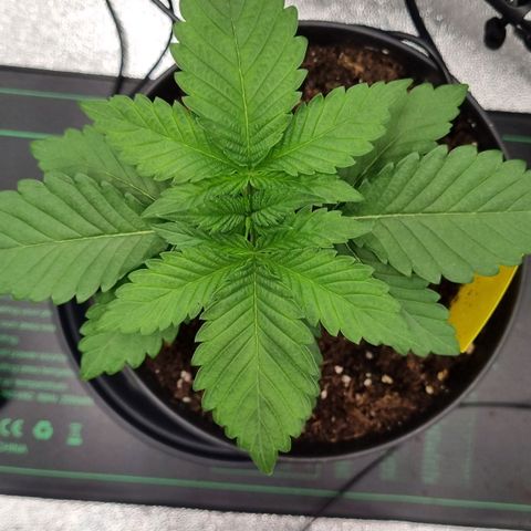 Pineapple Express growlog timeline photo